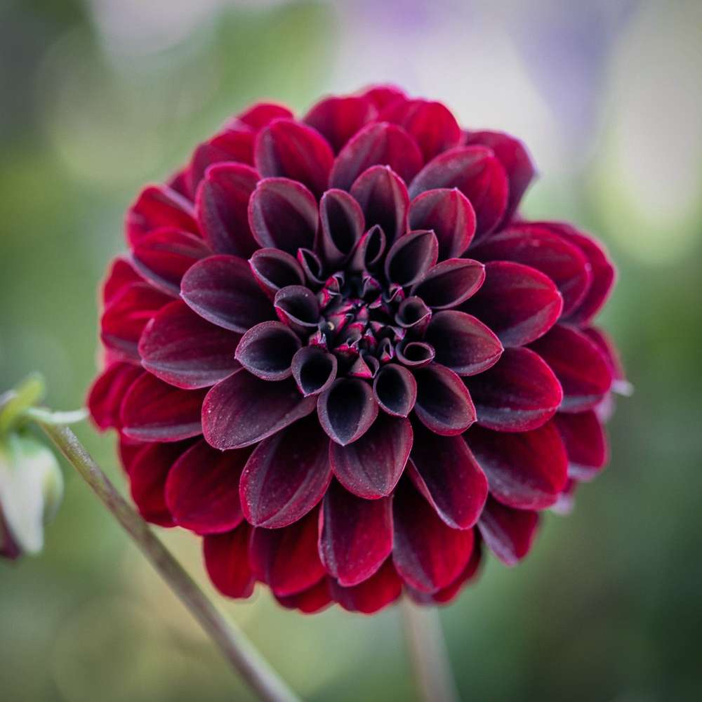 Dahlia 'La Recoleta'
